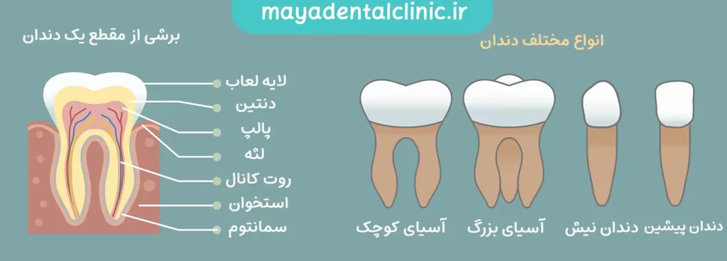 تایپ‌های مختلف دندانی
