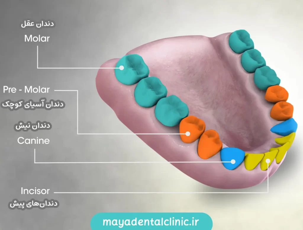 تصویر سه بعدی از دندان عقل