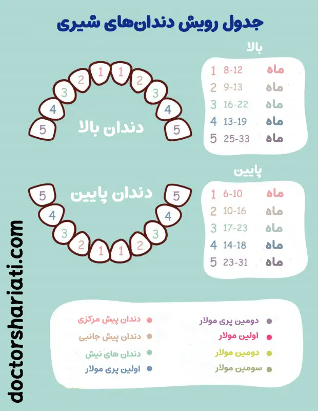 جدول رویش دندان_های شیری